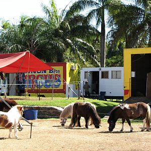 Lennon Bros Circus 2007 - Ponies, Llama and Liberty Horse