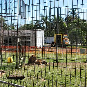 Lennon Bros Circus 2007 - Lion fence