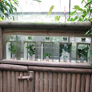 Australian Butterfly Sanctuary 2007 - Inside the sanctuary