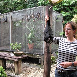 Kuranda Bat Reach 2007 - Volunteer shows a rescued fruit bat