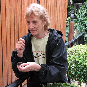 Kuranda Bat Reach 2007 - Pam shows us a tiny young bat
