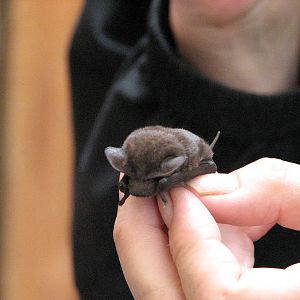 Kuranda Bat Reach 2007 - Pam shows us a tiny young bat