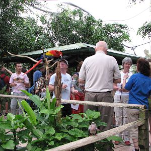 Birdworld Kuranda 2007 - Feeding platform