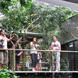 Birdworld Kuranda 2007 - Feeding platform