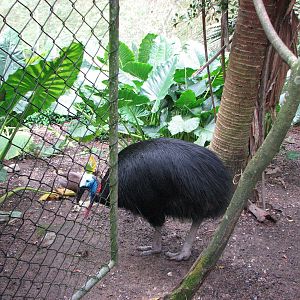 Birdworld Kuranda 2007 - Cassowary