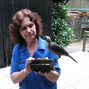Birdworld Kuranda 2007 - Tour guide and a Helmeted Friar Bird