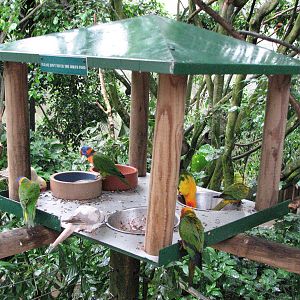 Birdworld Kuranda 2007 - Lorikeet feeding station