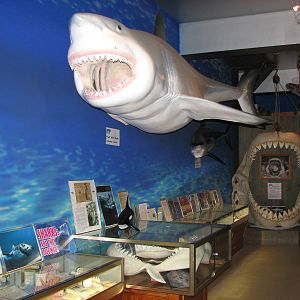 Rodney Fox Shark Experience Museum 2008 - Inside the museum