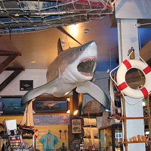 Rodney Fox Shark Experience Museum 2008 - Inside the museum
