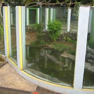 saltwater crocodile enclosure at the Reptile Park