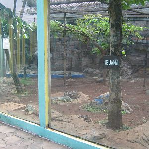 common iguana enclosure at the Reptile Park