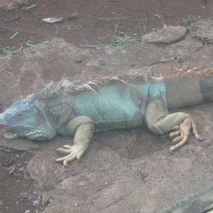 common iguana at the Reptile Park