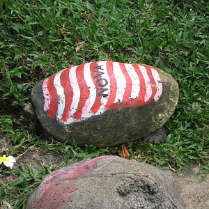 painted turtle at the Reptile Park