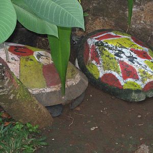 painted turtles at the Reptile Park