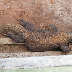very fat Komodo dragon at the Reptile Park