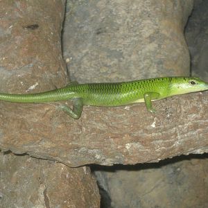 emerald tree skink (Lamprolepis smaragdina) at the Reptile Park