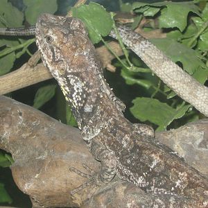 frilled lizards (Chlamydosaurus kingii) at the Reptile Park