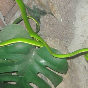 green vine snake (Ahaetulla prasina) at the Reptile Park