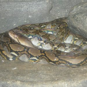 reticulated python at the Reptile Park