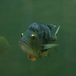 Peacock bass (Cichla ocellaris)