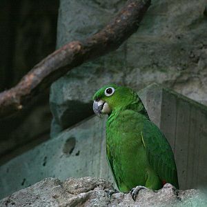 Mealy amazon (Amazona farinosa)