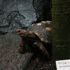 Red-footed tortoise (Chelonoidis/Geochelone carbonaria)