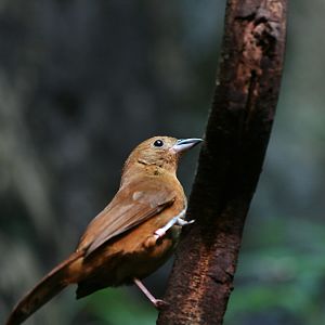 White-lined tanager (Tachyphonus rufus)