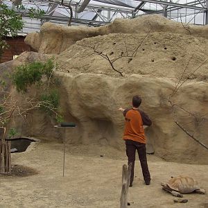 Carmine Bee-eater feeding, Crocodile River