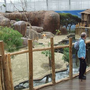 Rock Hyrax exhibit photos, Crocodile River