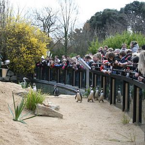 Penguin exhibit