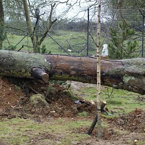 Wolverine enclosure (a work still in progress)