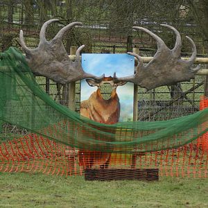 There's a moose loose about......