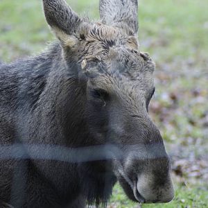 The only 'new' animal I got anywhere near and the fence ruined it