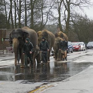 Even the elephants did not seem to enjoy being out in Tuesdays rain