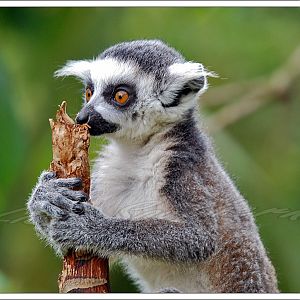 Ring Tailed Lemur