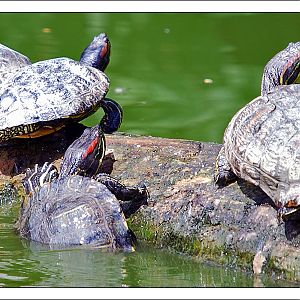 Red Eared Terrapin