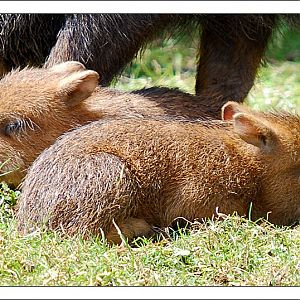 White Lipped Peccary