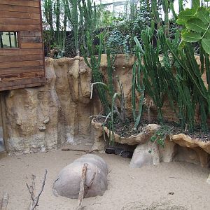 Crested Porcupine enclosure, Crocodile River