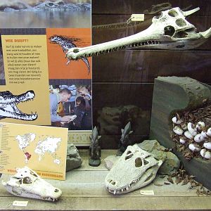 Skulls, Crocodile River
