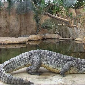 Nile Crocodile, Crocodile River