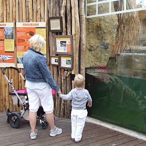 Nile Crocodile viewing, Crocodile River