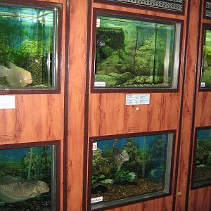 tanks for Osphronemus goramy