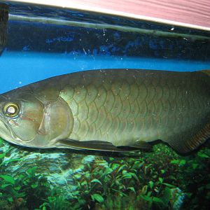 Asian dragonfish (Scleropages formosus)