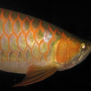 red form of Asian dragonfish (Scleropages formosus)