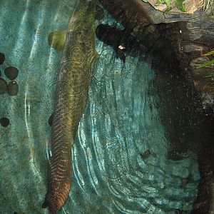 pool for Arapaima gigas at the Aquarium