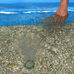 foot spa with live fish