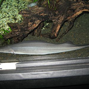 aba-aba (Gymnarchus niloticus) at the Aquarium