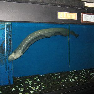electric eel (Electrophorus electricus) at the Aquarium