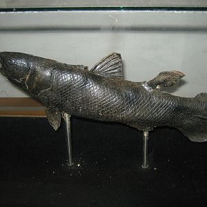 baby coelacanth at the Aquarium