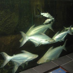 Pangasius and Balantiocheilus at the Aquarium